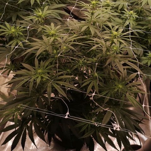 Critical pk growlog timeline photo
