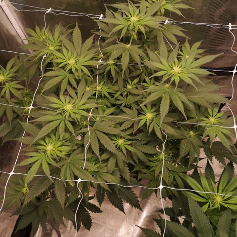 white wedding growlog timeline photo