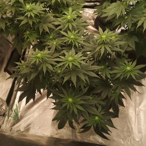 10th planet 2nd run growlog timeline photo