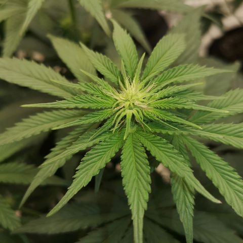 10th planet 2nd run growlog timeline photo
