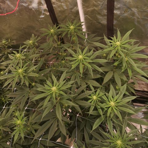 Cheezy poofs growlog timeline photo