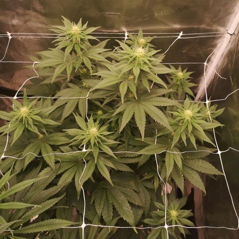 Cherry gar see ya growlog timeline photo