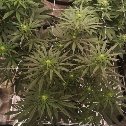 Critical pk growlog timeline photo