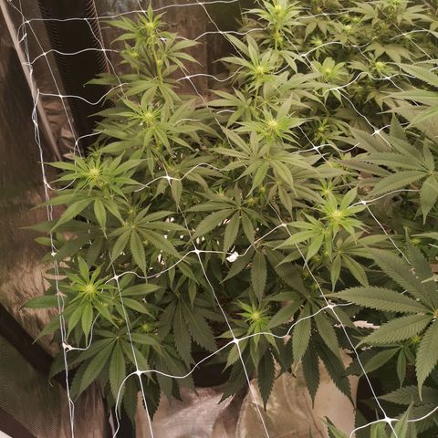Runtz s1 growlog timeline photo