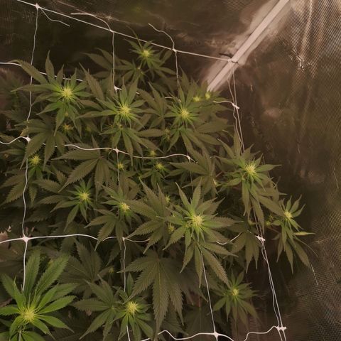 white wedding growlog timeline photo