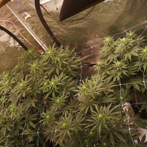 Critical pk growlog timeline photo
