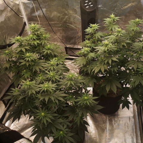 10th planet 2nd run growlog timeline photo