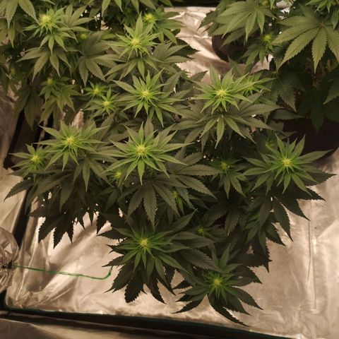 10th planet 2nd run growlog timeline photo