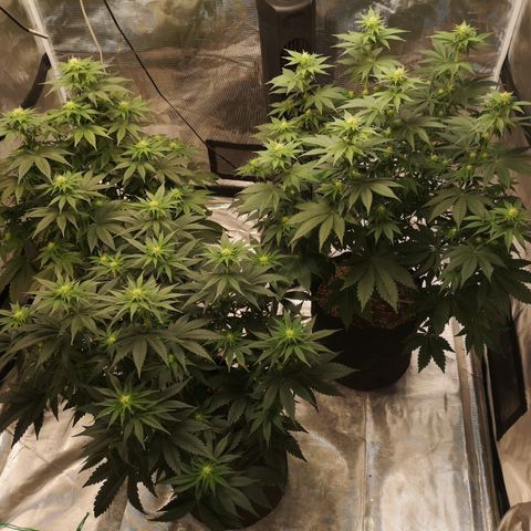 10th planet 2nd run growlog timeline photo