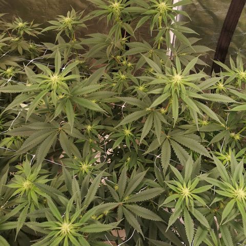Cheezy poofs growlog timeline photo