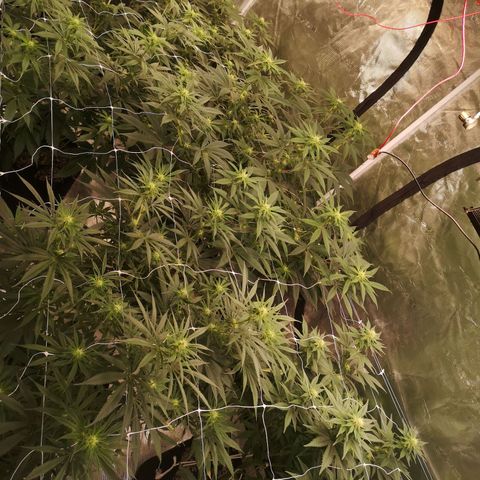 Cherry gar see ya growlog timeline photo