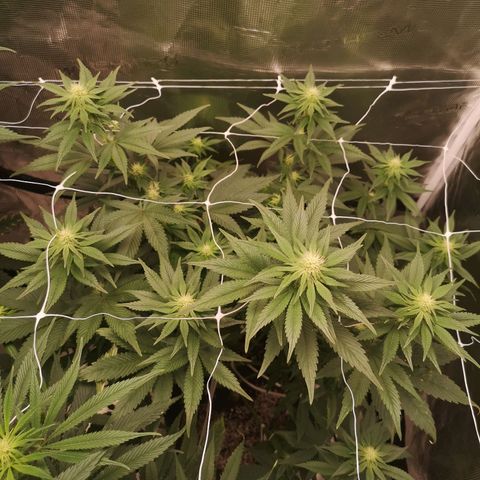 Cherry gar see ya growlog timeline photo