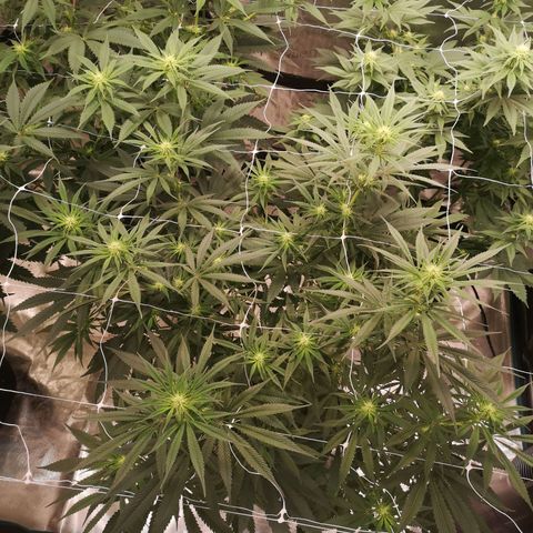 Critical pk growlog timeline photo