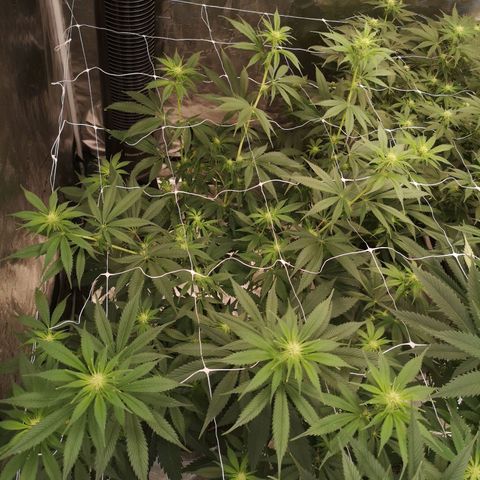 Runtz s1 growlog timeline photo