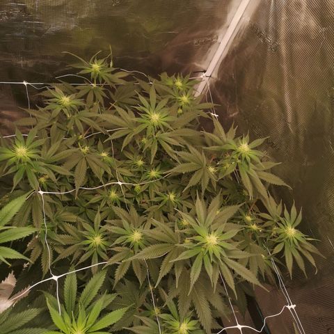white wedding growlog timeline photo