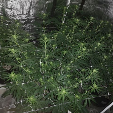 Critical pk growlog timeline photo