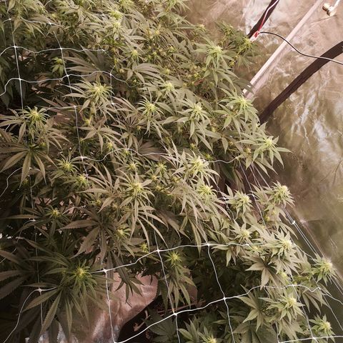 Critical pk growlog timeline photo