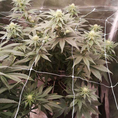 Cherry gar see ya growlog timeline photo