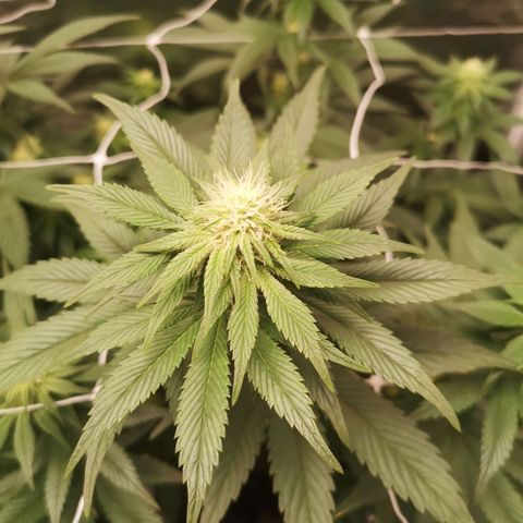 Cherry gar see ya growlog timeline photo