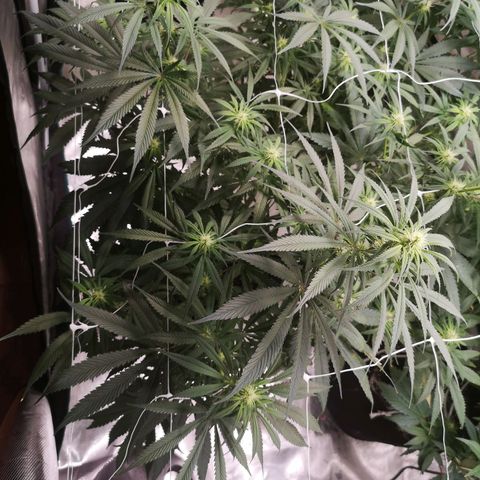 Critical pk growlog timeline photo
