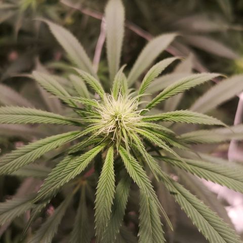 Critical pk growlog timeline photo