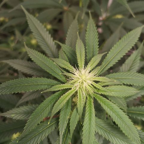 Cheezy poofs growlog timeline photo