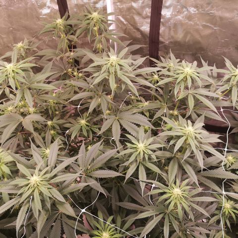 Cheezy poofs growlog timeline photo