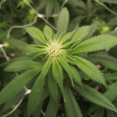 Runtz s1 growlog timeline photo
