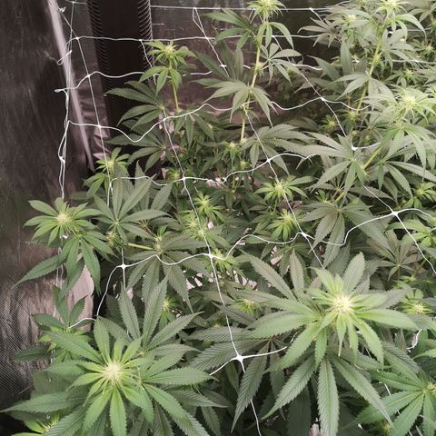Runtz s1 growlog timeline photo