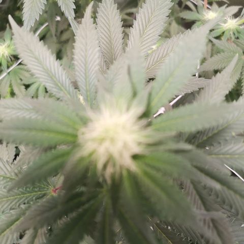 white wedding growlog timeline photo