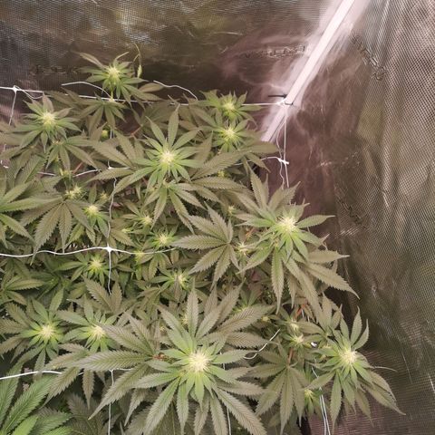 white wedding growlog timeline photo