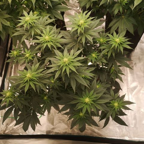 10th planet 2nd run growlog timeline photo