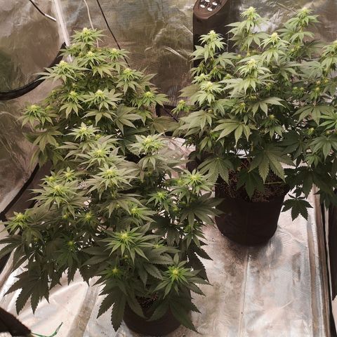 10th planet 2nd run growlog timeline photo