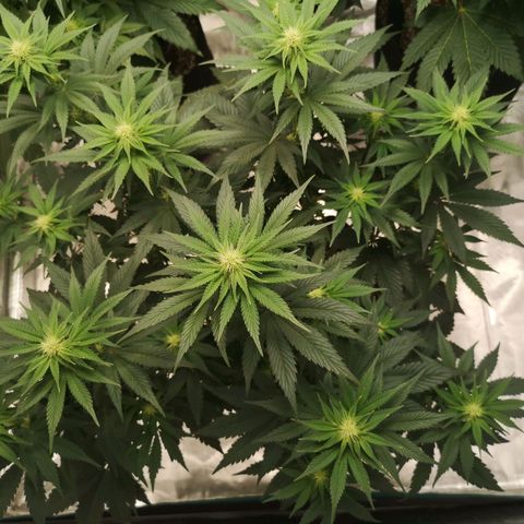 10th planet 2nd run growlog timeline photo