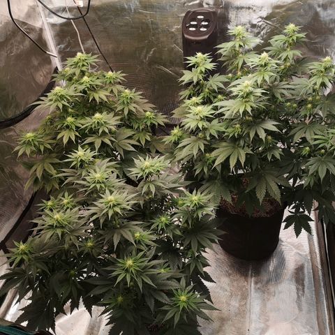 10th planet 2nd run growlog timeline photo
