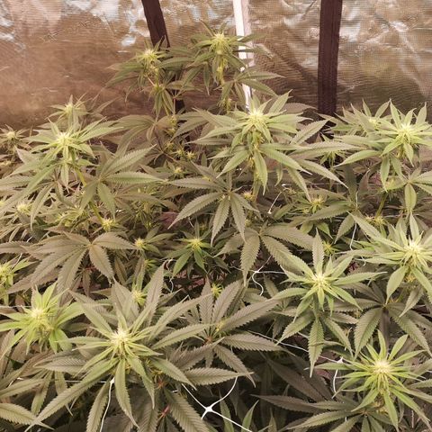 Cheezy poofs growlog timeline photo