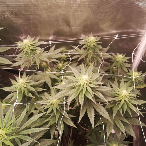 Cherry gar see ya growlog timeline photo