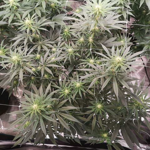 Critical pk growlog timeline photo