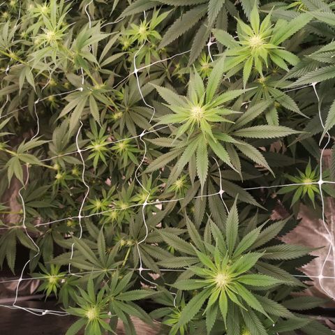 Runtz s1 growlog timeline photo