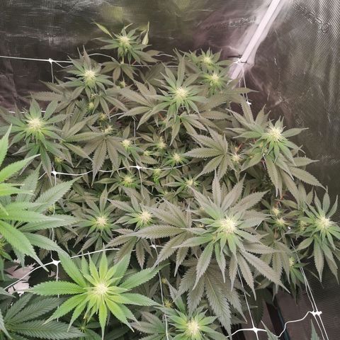 white wedding growlog timeline photo