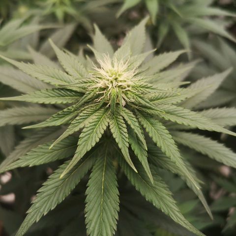 10th planet 2nd run growlog timeline photo
