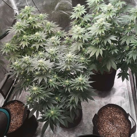 10th planet 2nd run growlog timeline photo