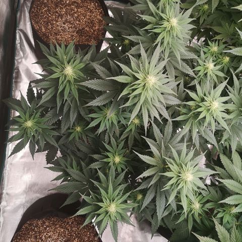 10th planet 2nd run growlog timeline photo