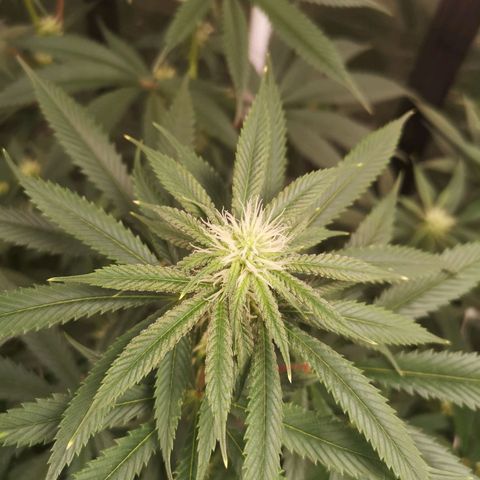 Cheezy poofs growlog timeline photo