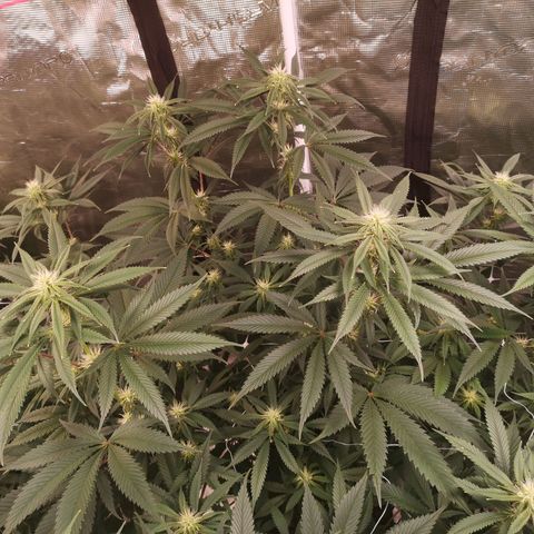 Cheezy poofs growlog timeline photo