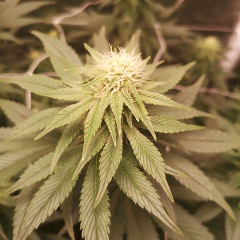 Cherry gar see ya growlog timeline photo