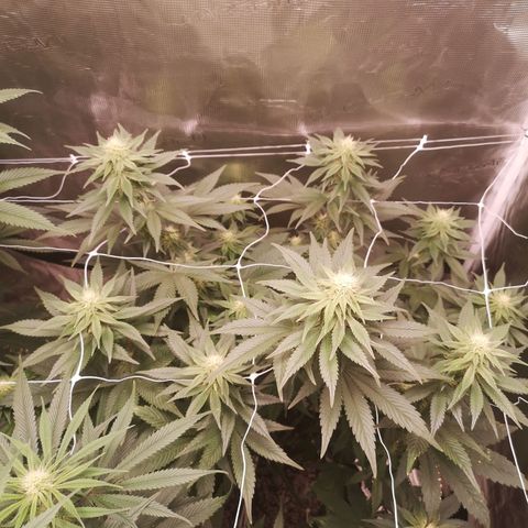 Cherry gar see ya growlog timeline photo