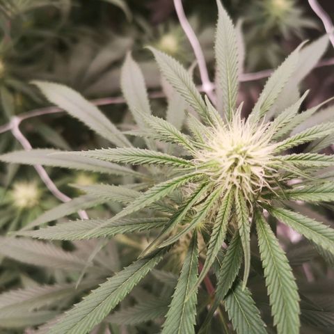 Critical pk growlog timeline photo