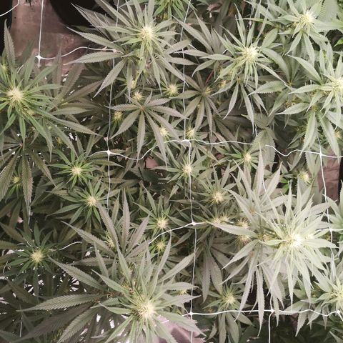 Critical pk growlog timeline photo