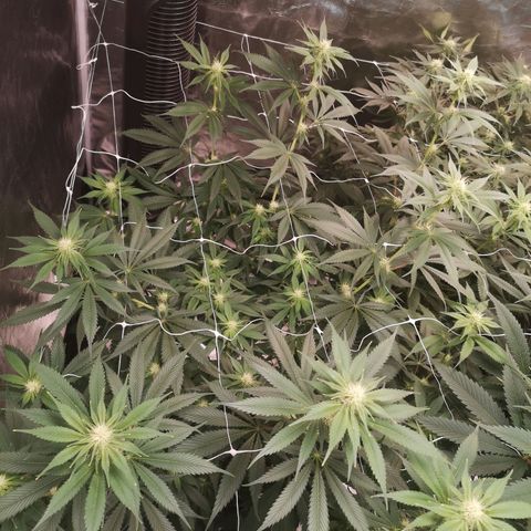 Runtz s1 growlog timeline photo
